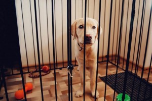 bailey-in-cage_imagine forest