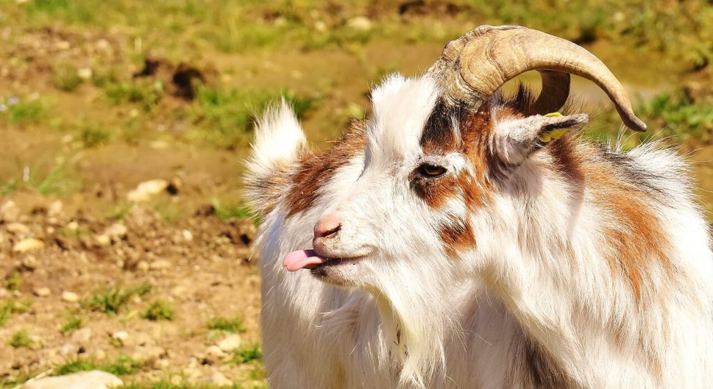 writing prompts for kids - silly goat